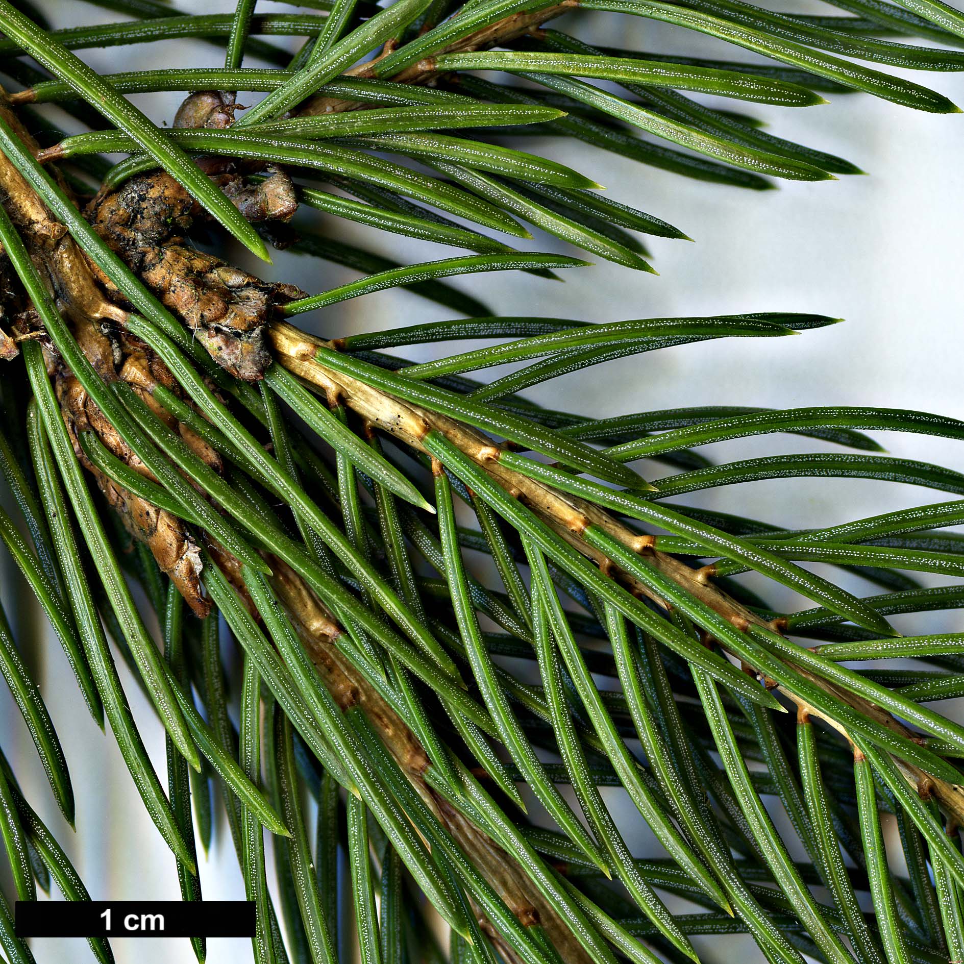 High resolution image: Family: Pinaceae - Genus: Picea - Taxon: schrenkiana - SpeciesSub: subsp. tianshanica